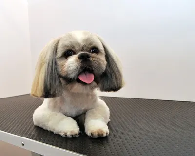 Strzyżenie psów, Psi fryzjer Charlie